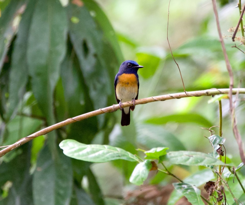 Blue-throated Blue Flycatcher, Thattekad, Kerala