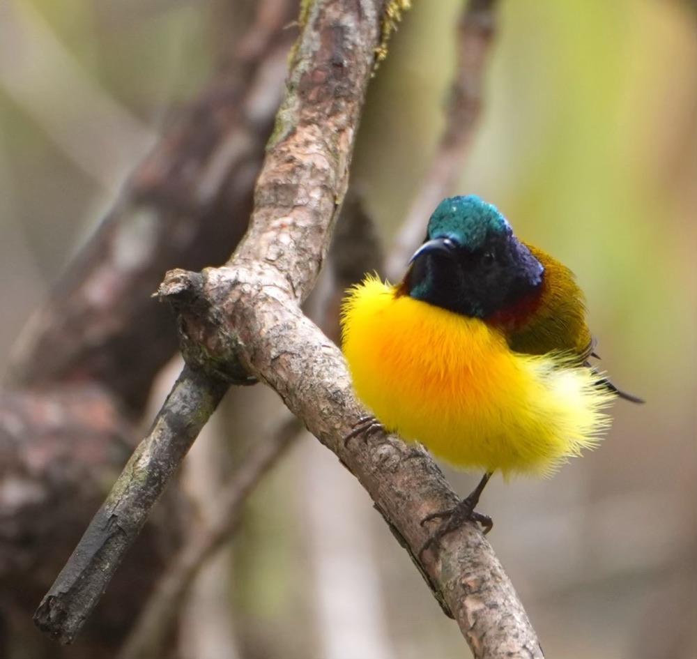 Green-tailed Sunbird, The Garhwal Himalayas