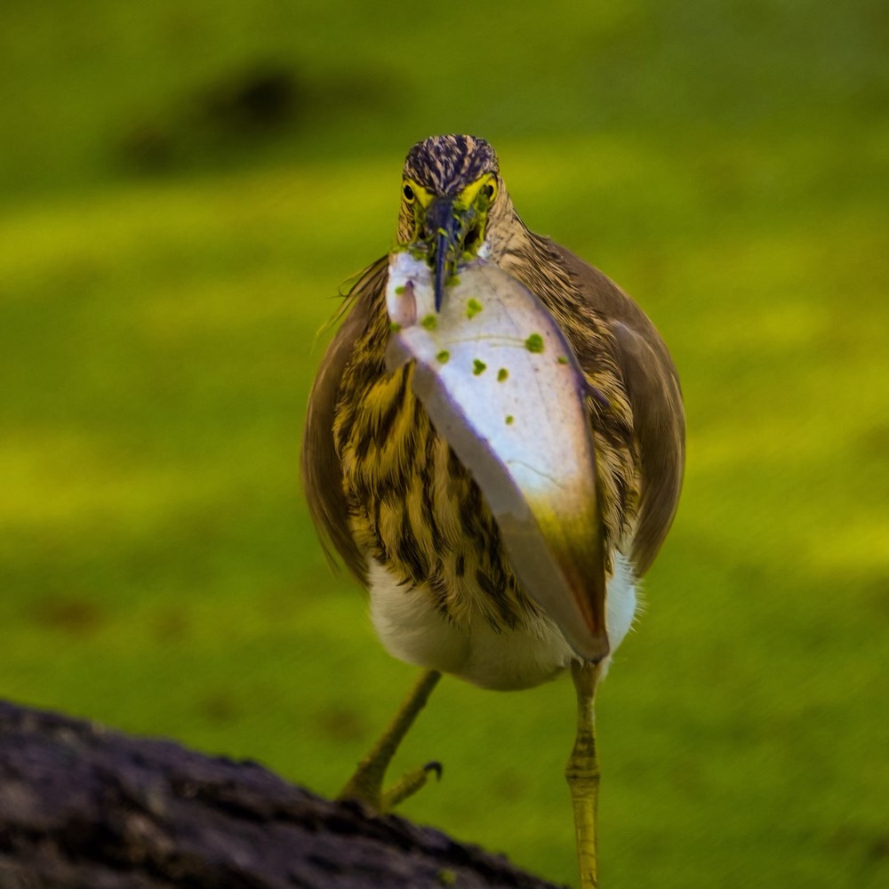 Indian Pond-Heron, Bharatpur, Rajasthan