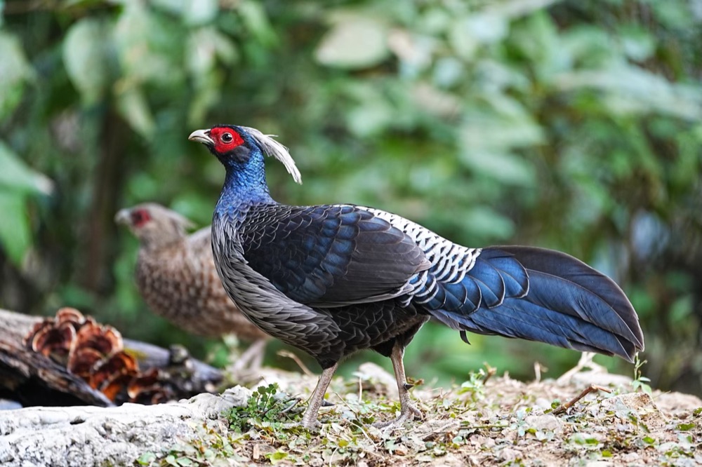 Kalij Pheasant, The Garhwal Himalayas